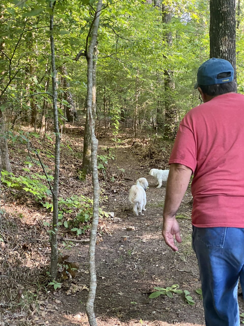 Bella and Bentley showing Keith the way to the creek on the path 😊