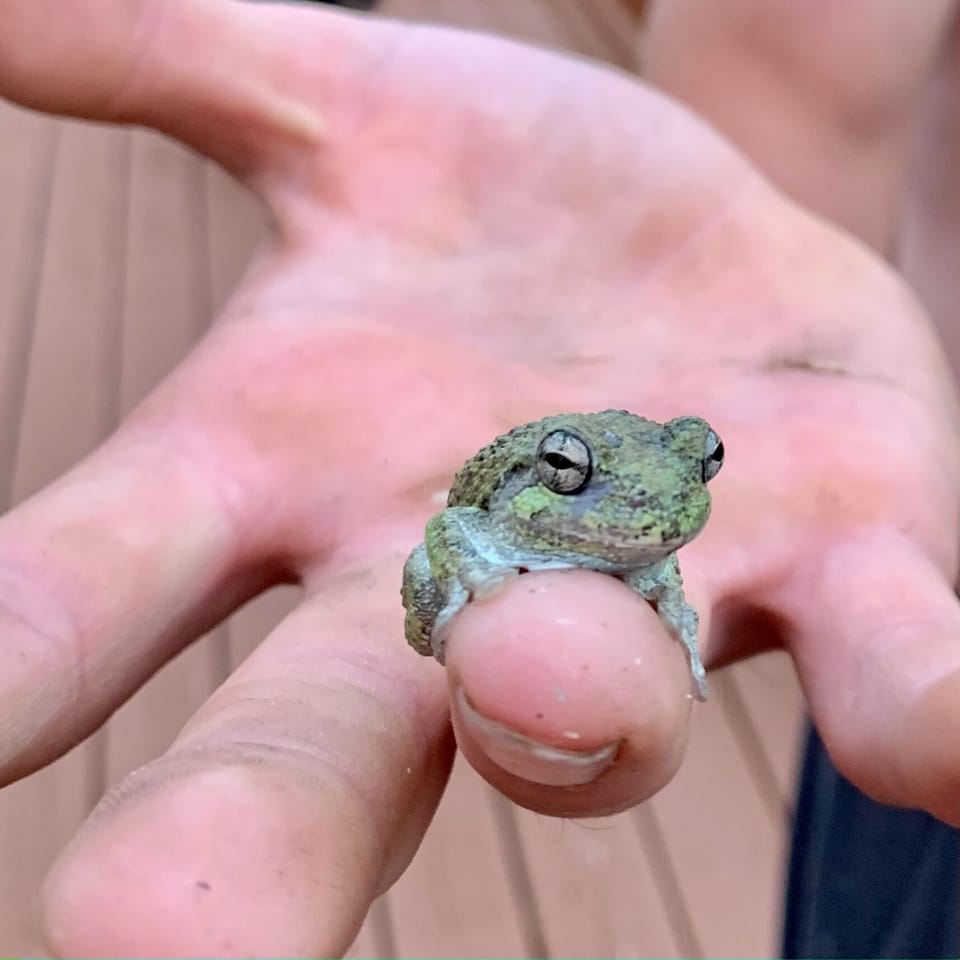 Smallest of wildlife