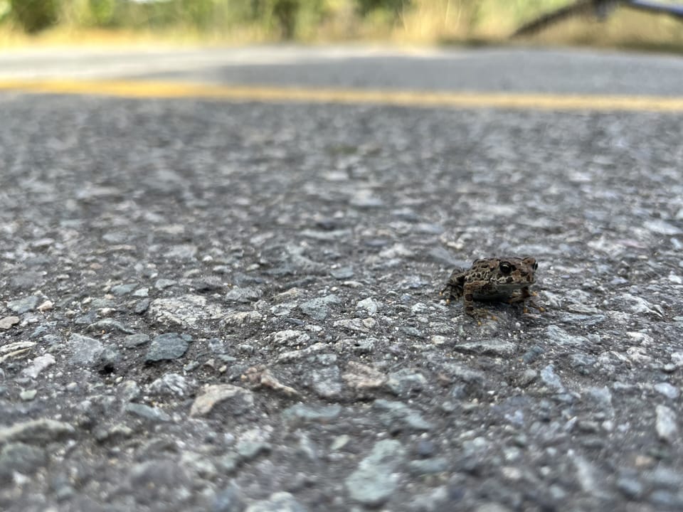 Whistler Toads