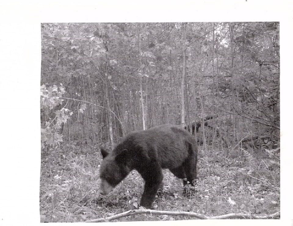 bear 
