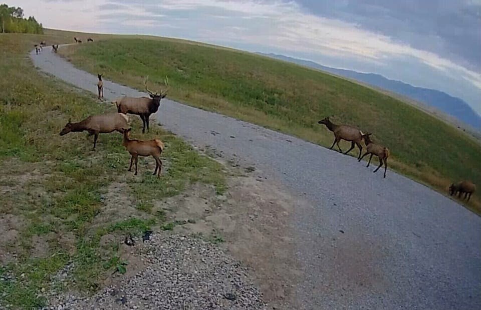 Herd of elk in the morning.