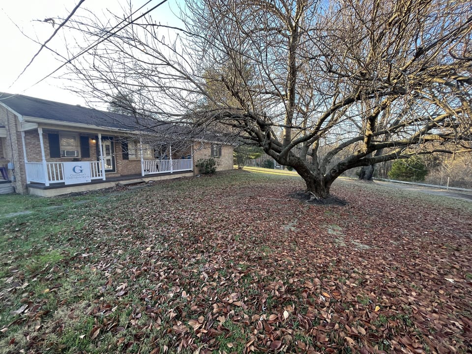 Large tree in the front yard.
