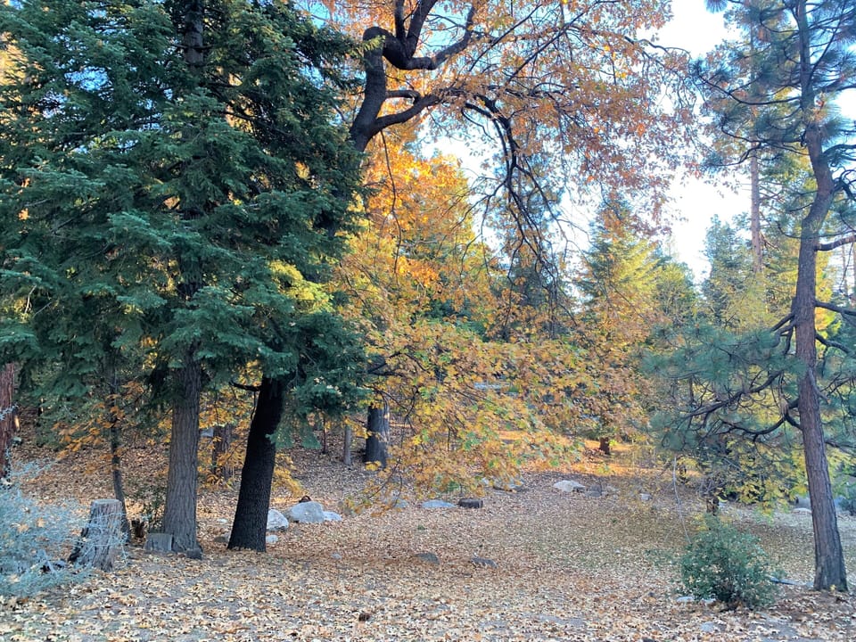 Back yard view with 3/4 acre and forest
