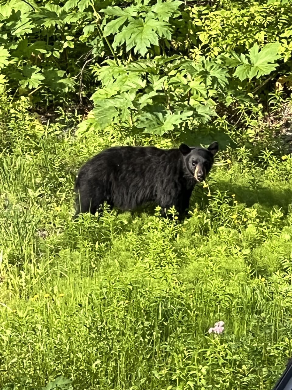 House is adjacent to woods. Bear, moose, and ermine have wandered over!