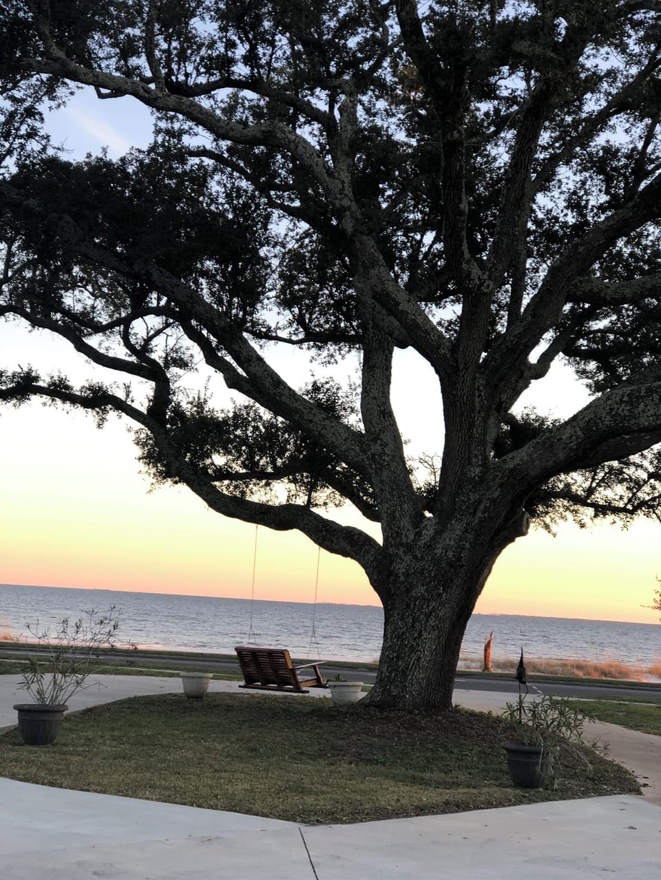 Swing in the large oak tree, facing the beach