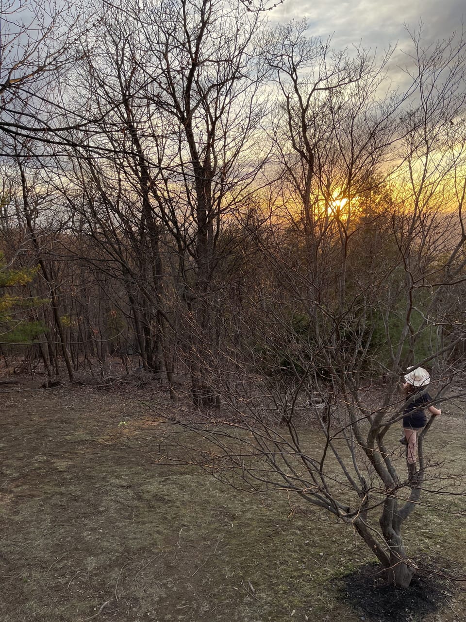 Climbing trees 