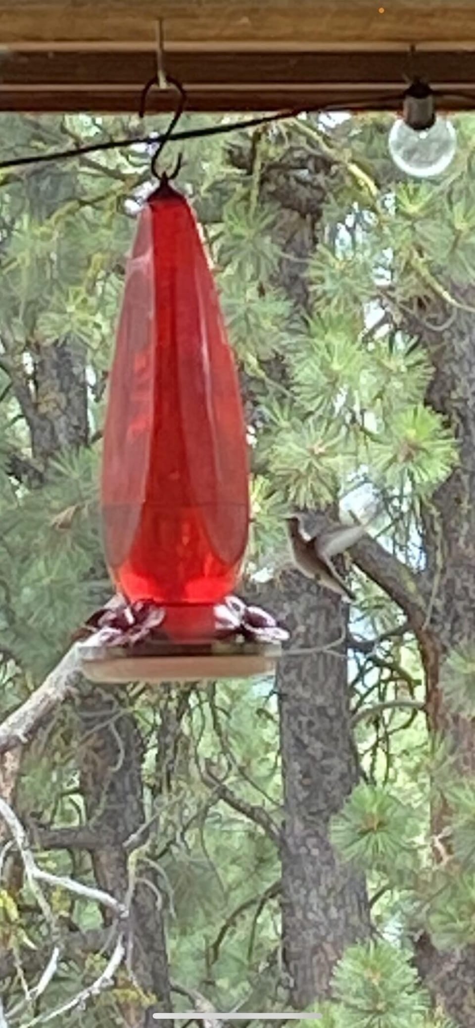 Humming bird rest stop