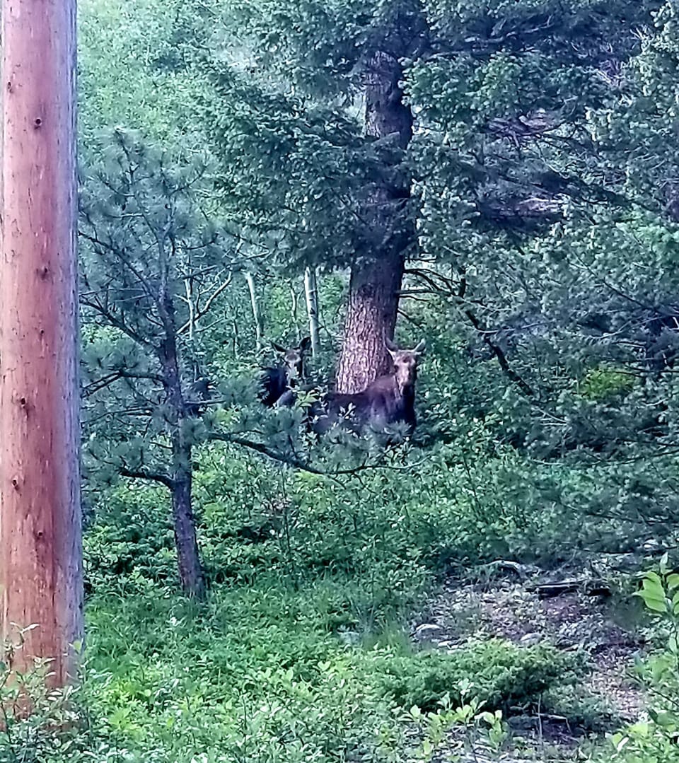 Moose right up the road on the right side!