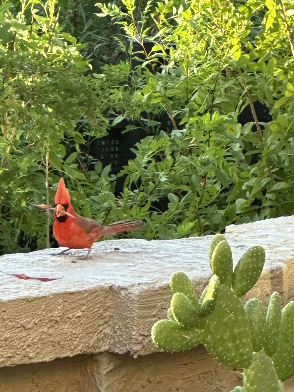 Cardinal on back patio