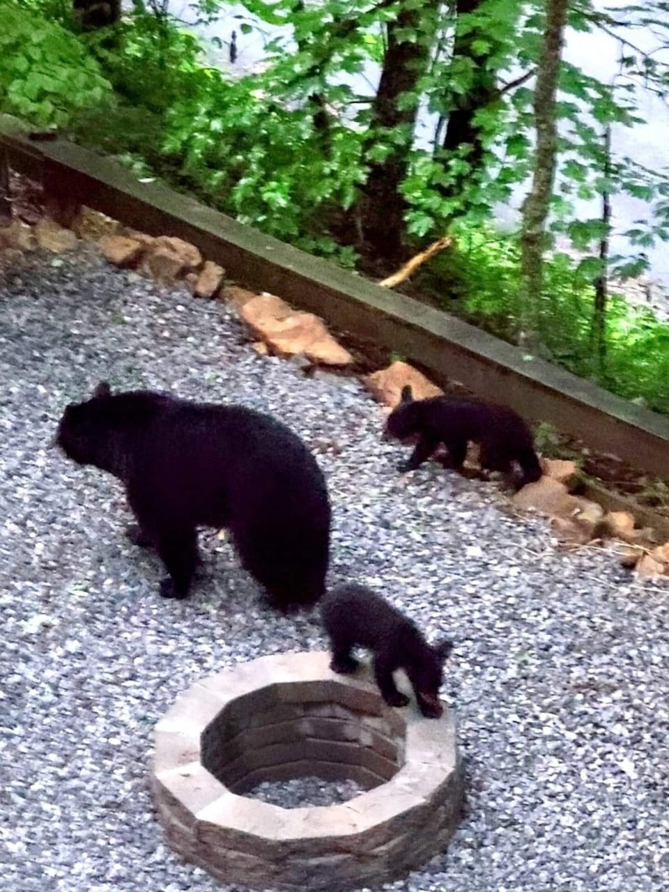 Mama black bear and her two cubs visiting Alpine Leisure