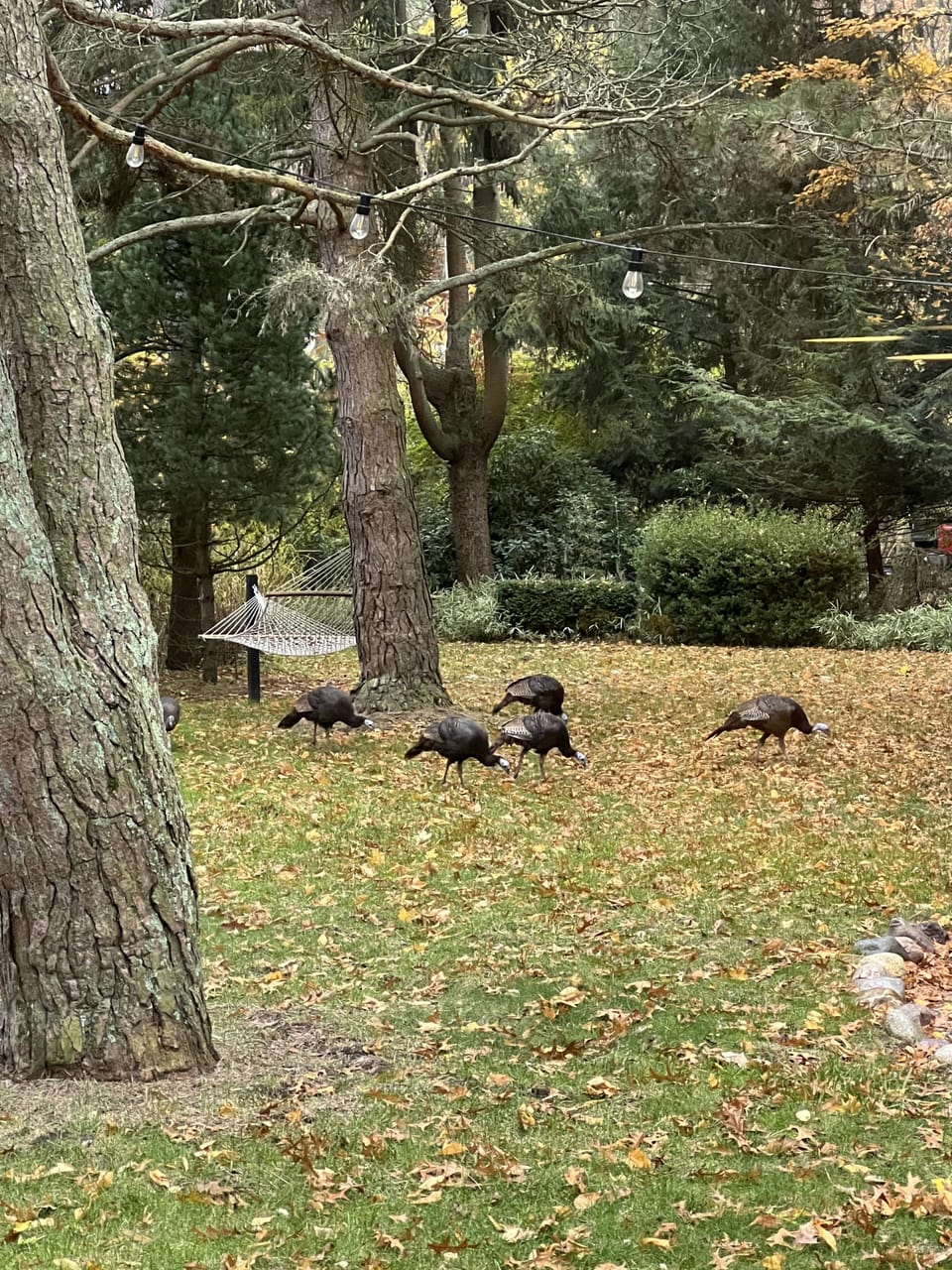 Wild Turkeys in the front yard