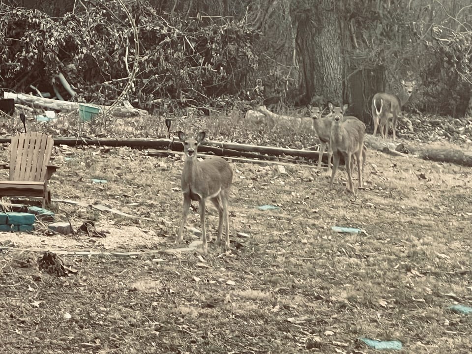 … we love our deers in our back yard …