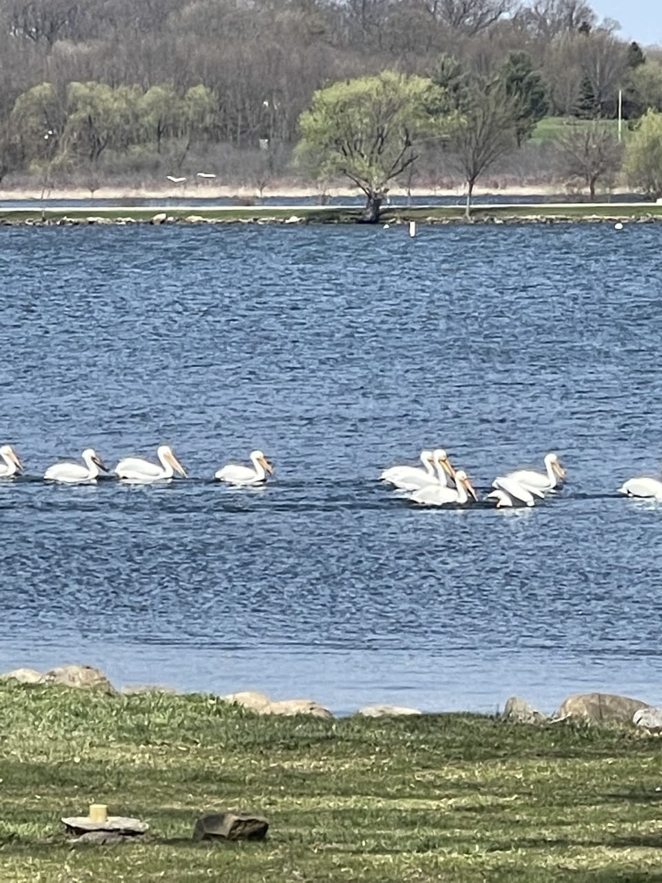 Lake wild life