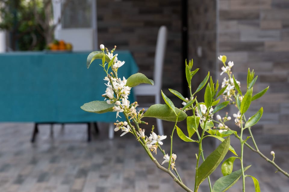 Villa | Terrace/patio