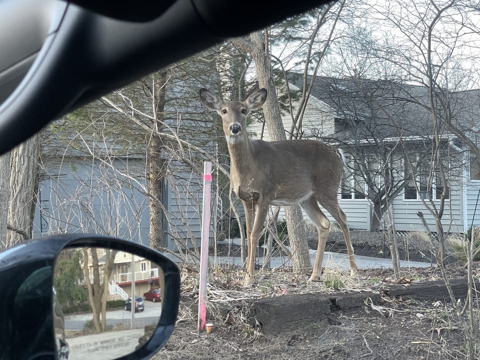 Nature All Around