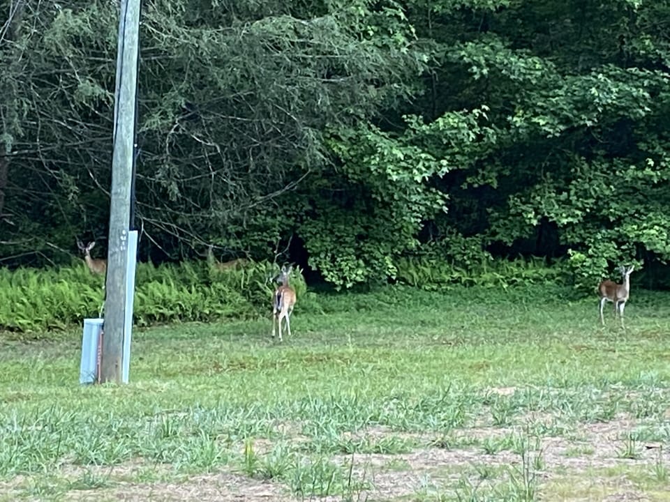 Deer are abundant and often are seen from the deck. 