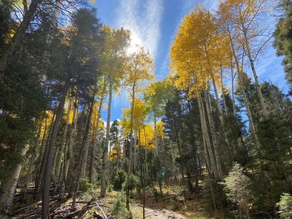 Changing of the colors in fall.