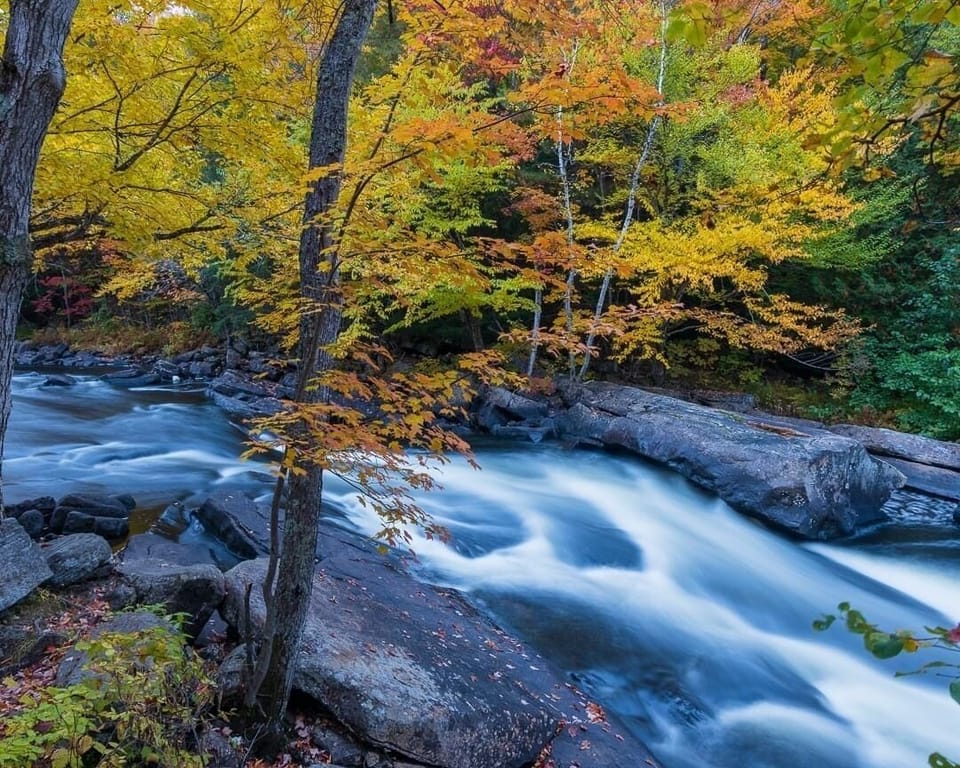 Creek flowing in lush forest