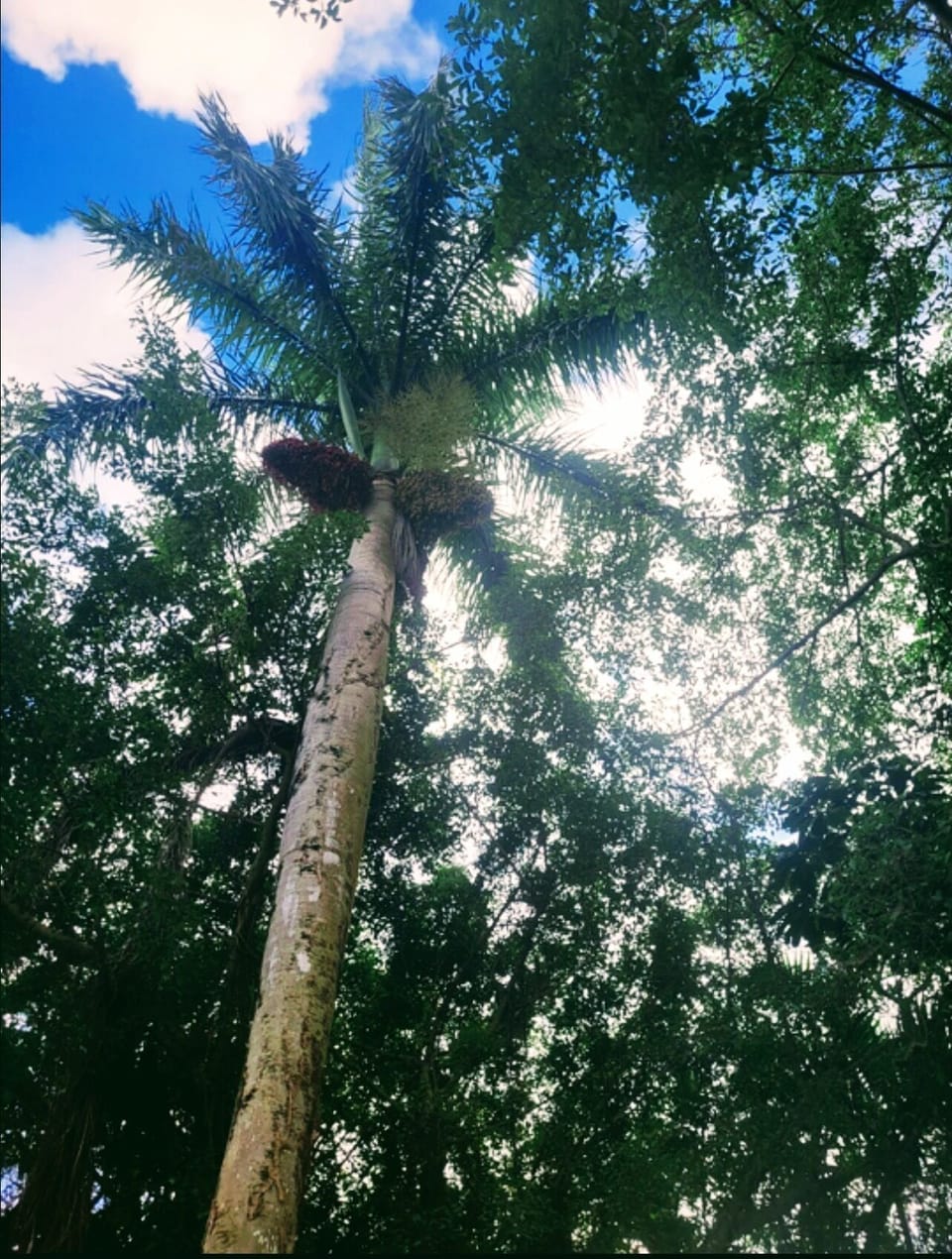 Palm tree located in backyard, next to gazebo and hammock.