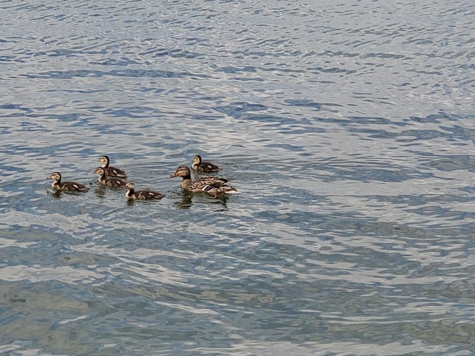 These little cuties came to visit!