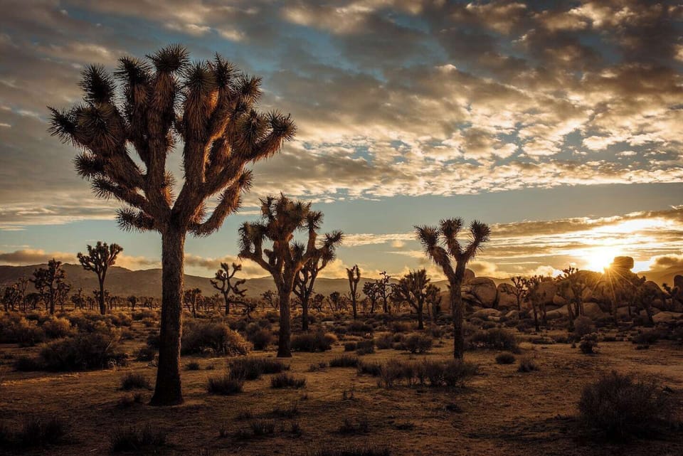 Golden hour desert landscape with Joshua trees and dramatic sunset skies