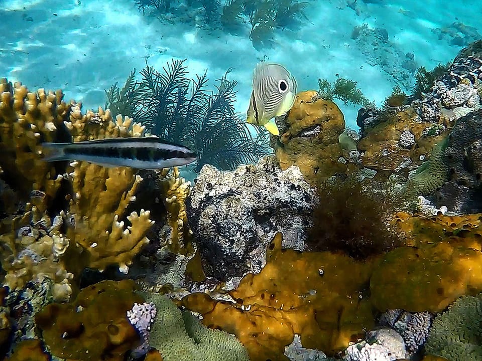 The diving, snorkeling and spearfishing is superb right near our property.