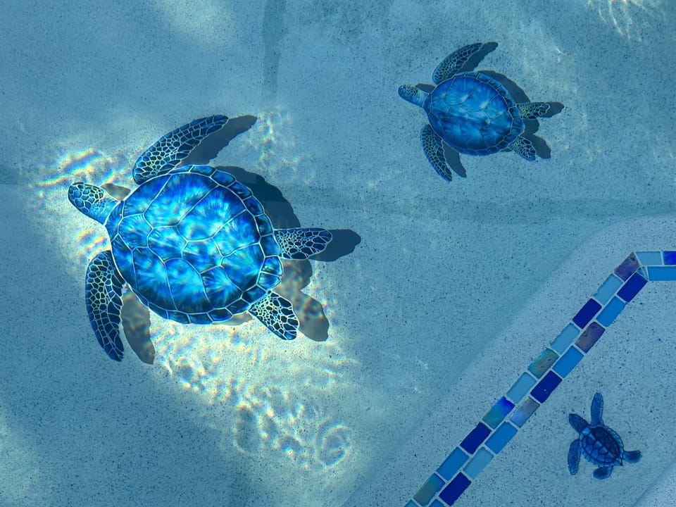 Come swim with our Turtles!