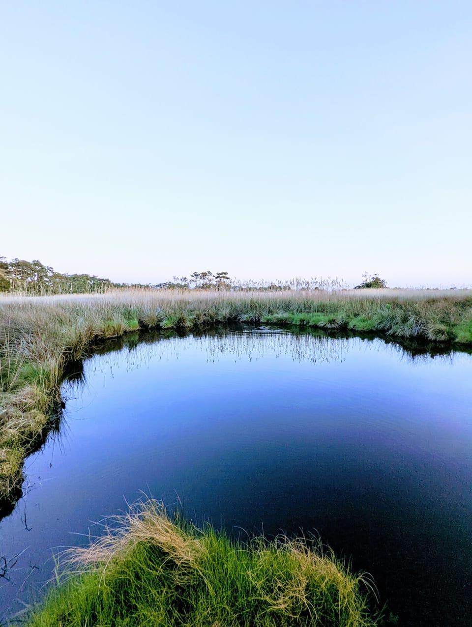 Small pond directly behind cottage on property. Full of wildlife!
