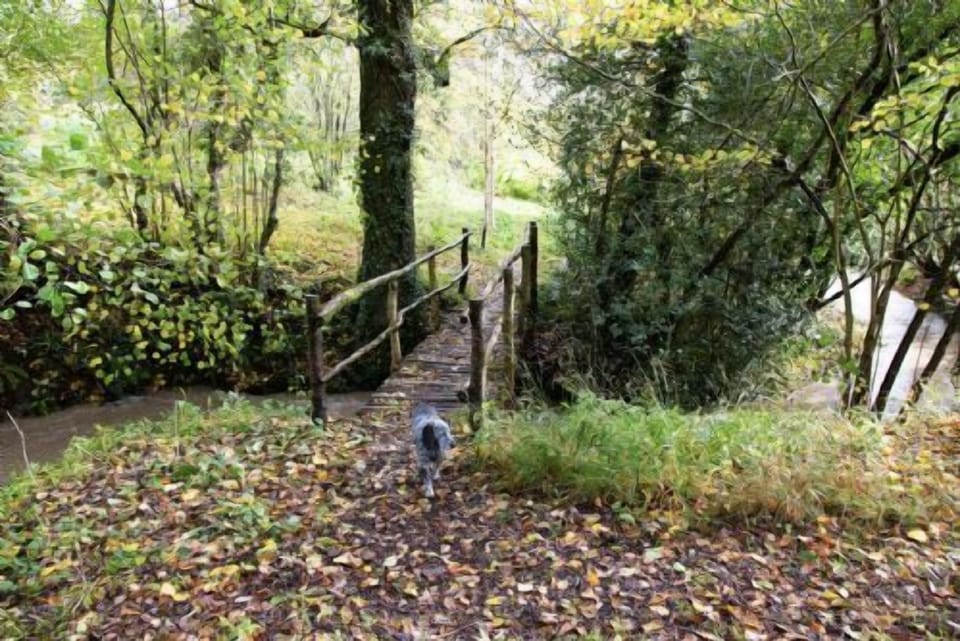 Woodland walks