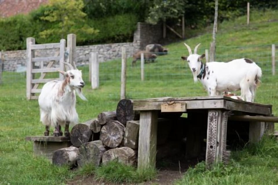 Goats
