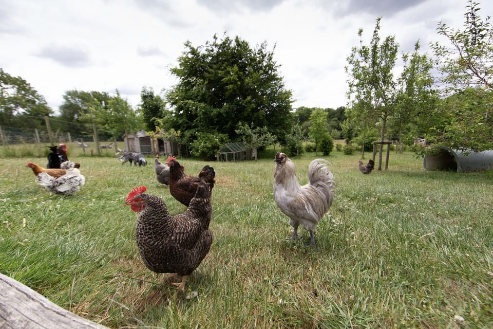 Chickens on the farm which you can feed with us
