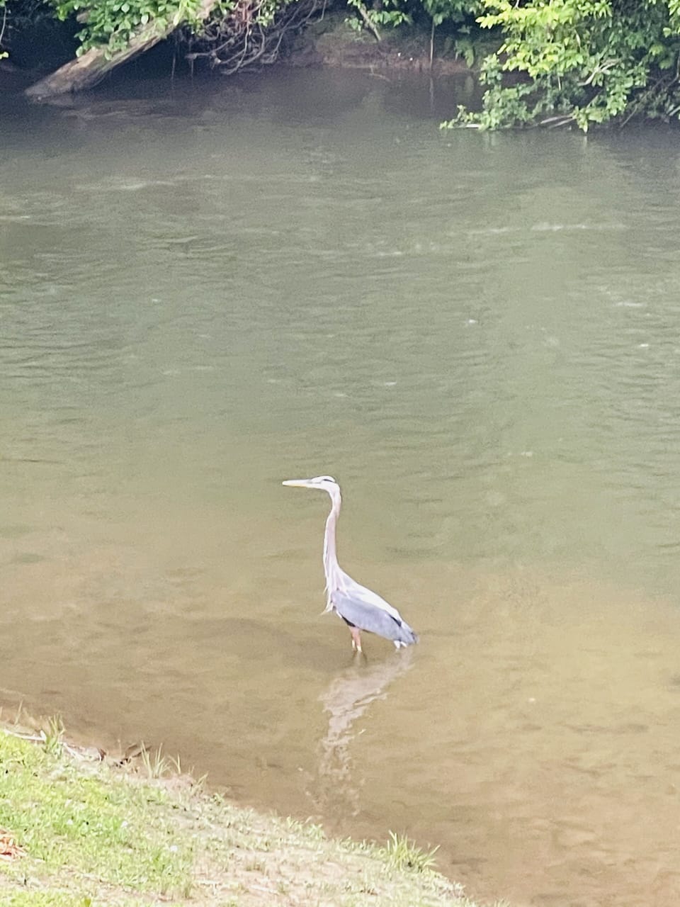 A true fisherman - a blue heron that frequents the properties
