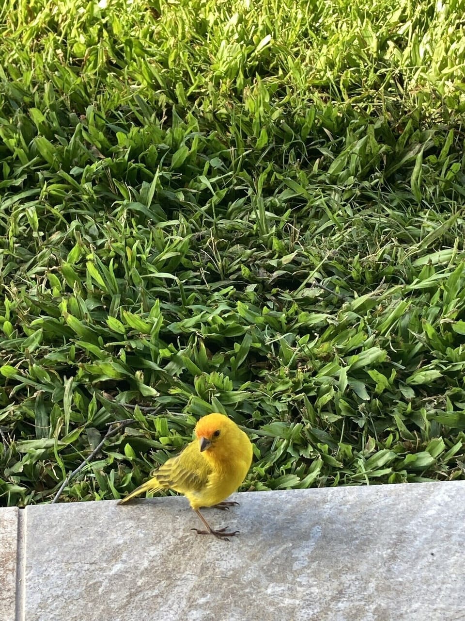Daily Visitor at the lanai