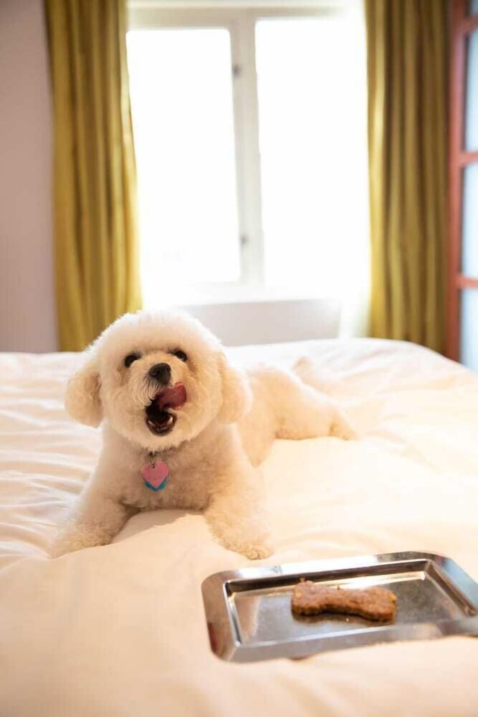 Pet-friendly