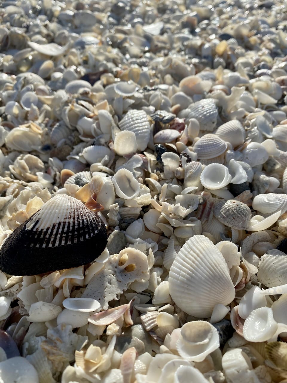 Early morning shelling 
