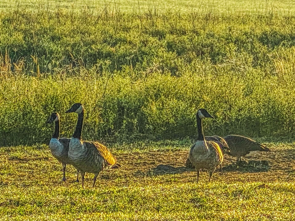 Early morning geese like to visit