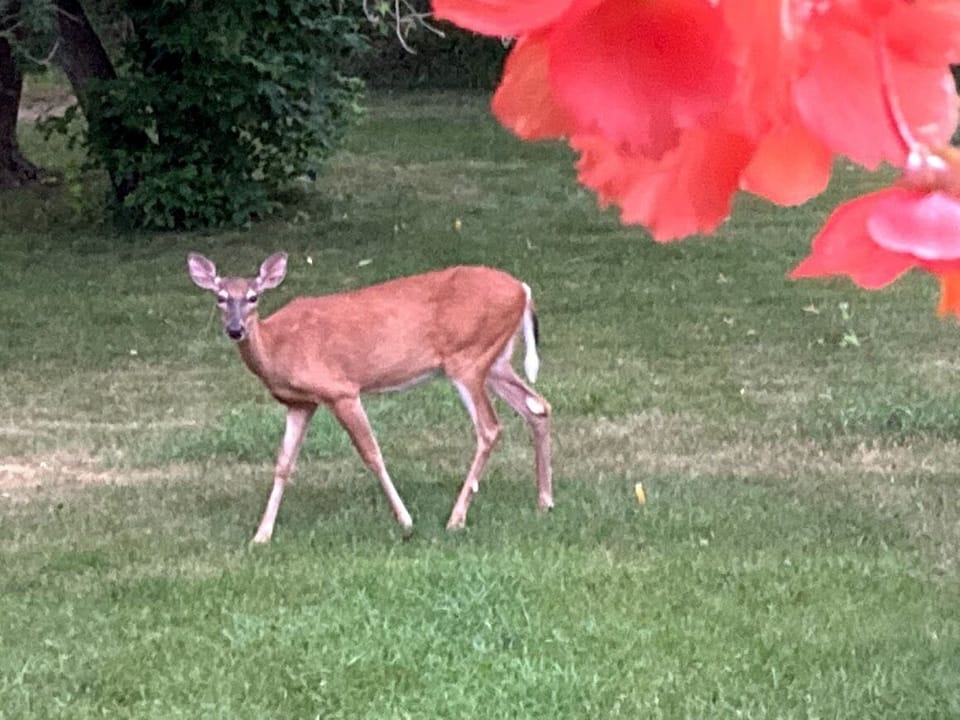 Typical back yard visitor