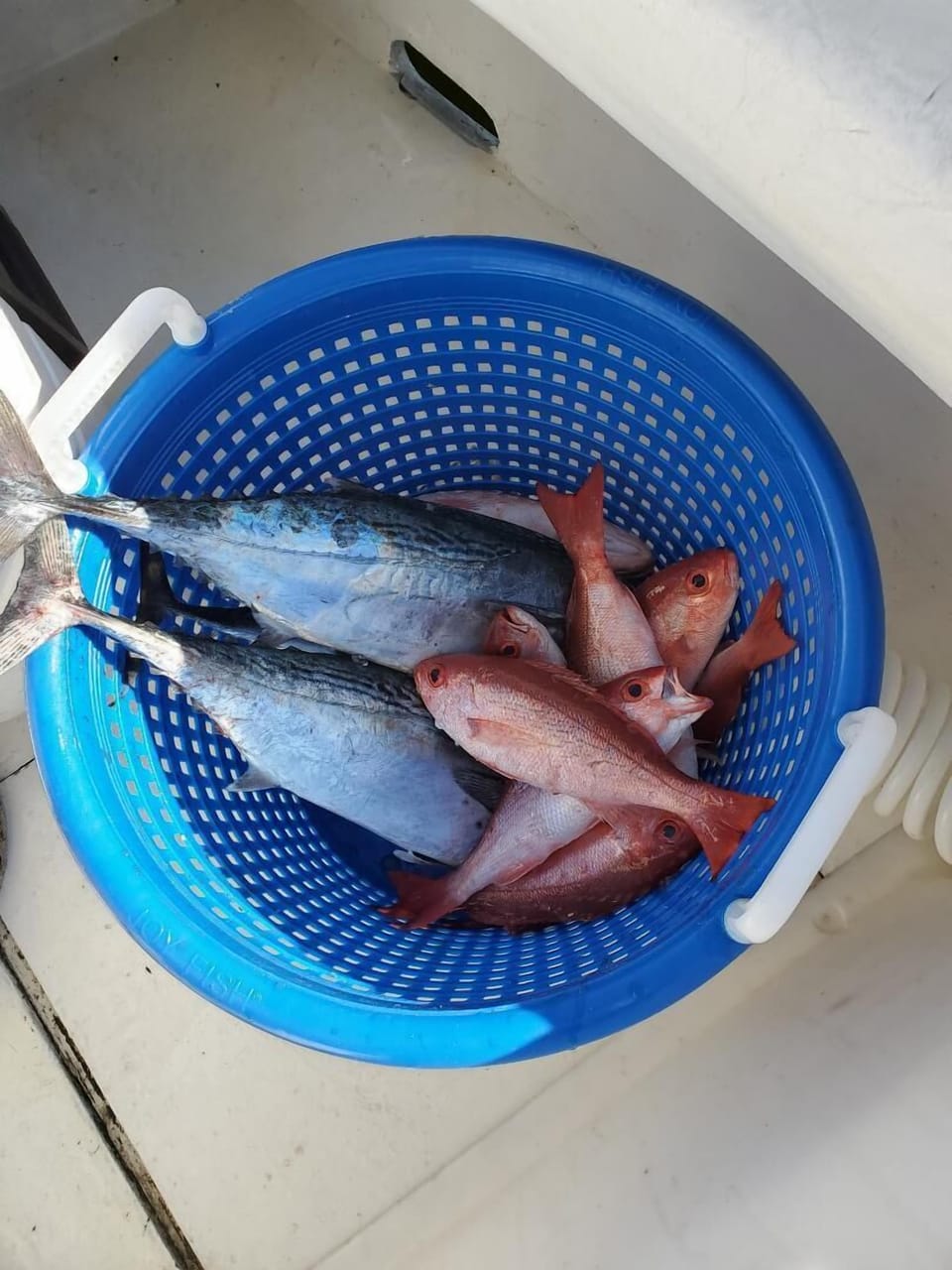 Our fishing charter catch with "Fish On" charters.