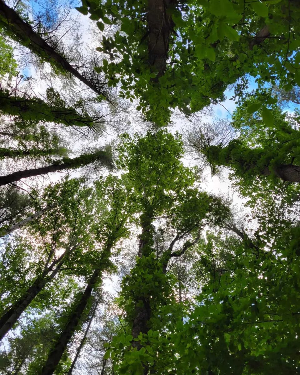 View from a Hammock!