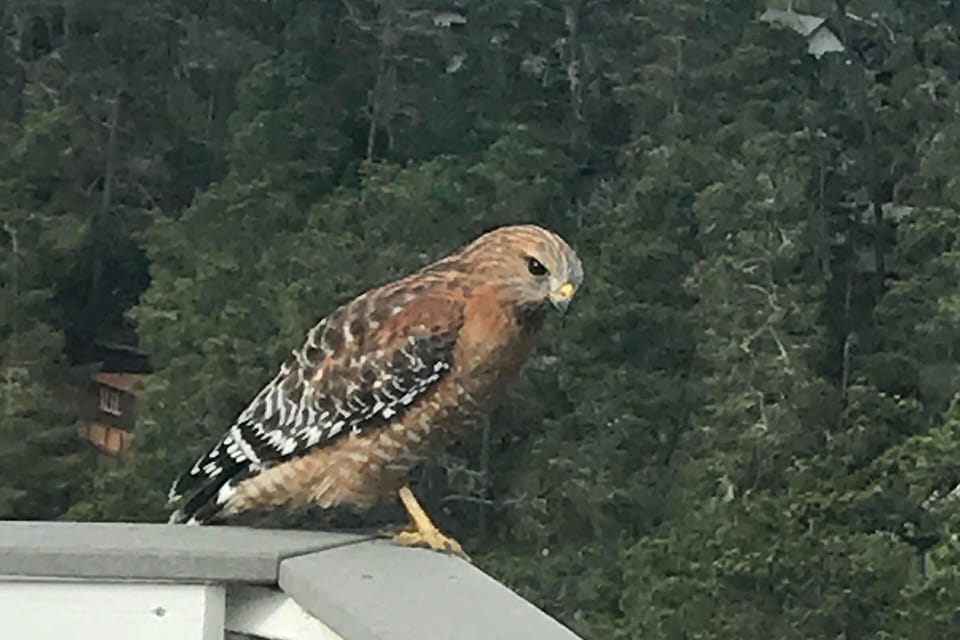 Hawk perched on our deck railing