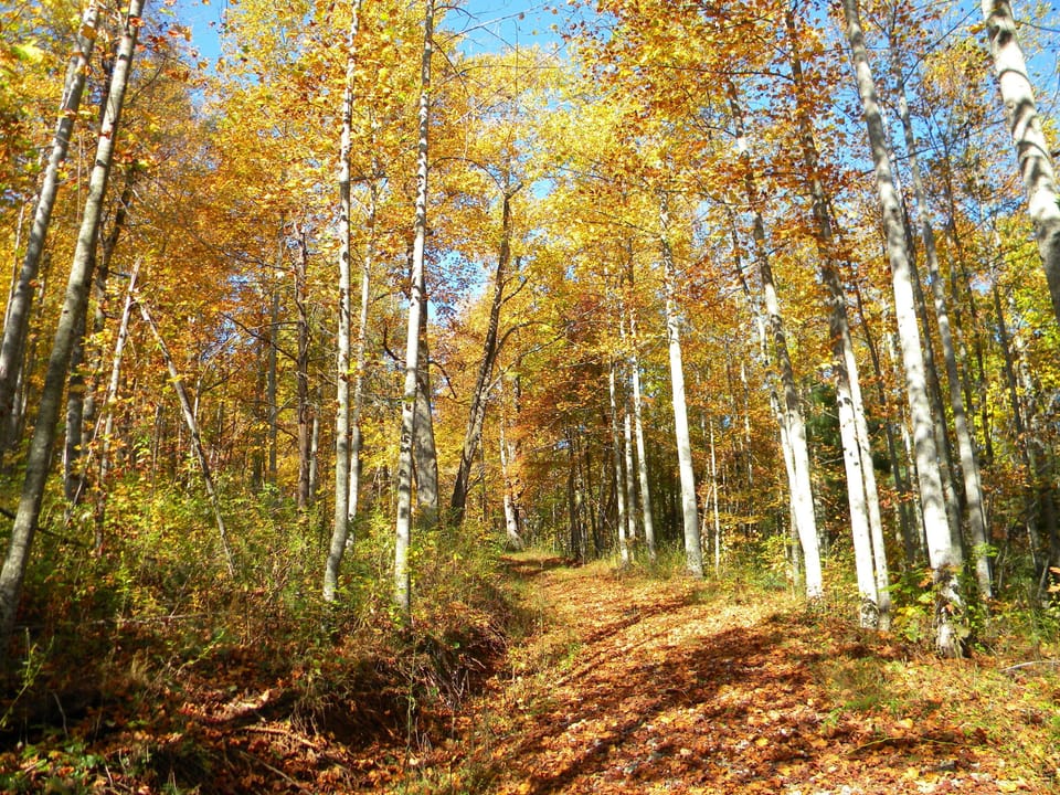 Fall trees and road