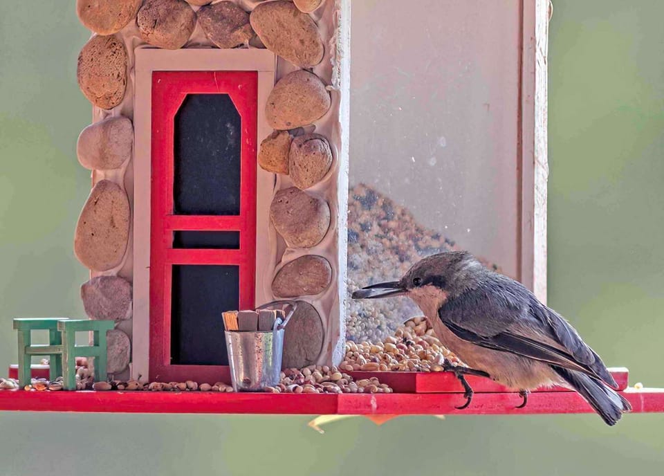 Nuthatch on our bird feeder on front porch.