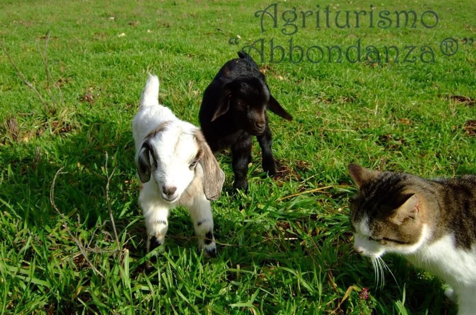 Room, 1 Bedroom, Accessible, Private Pool | Exterior