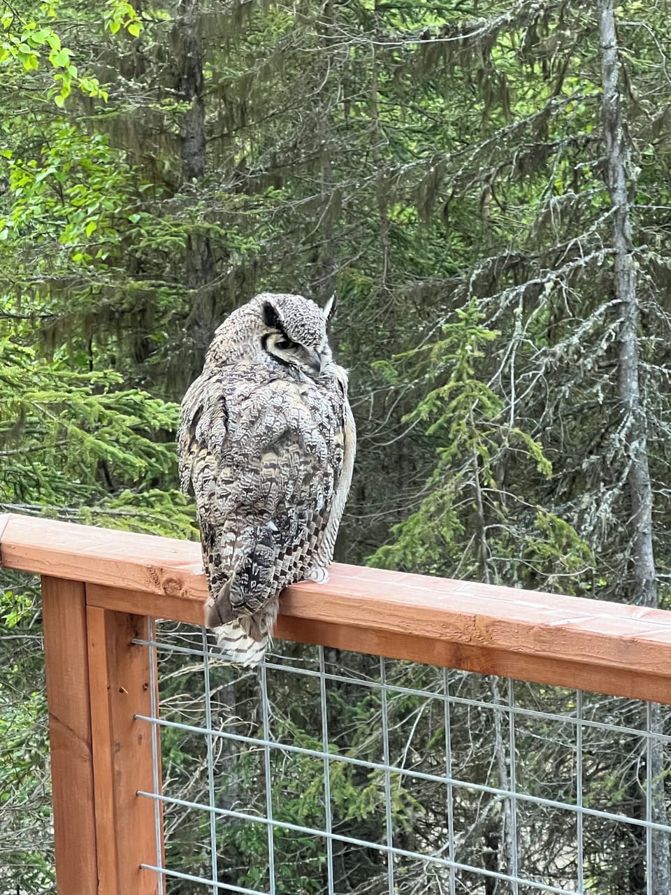 A great horned owl came to visit one morning.
