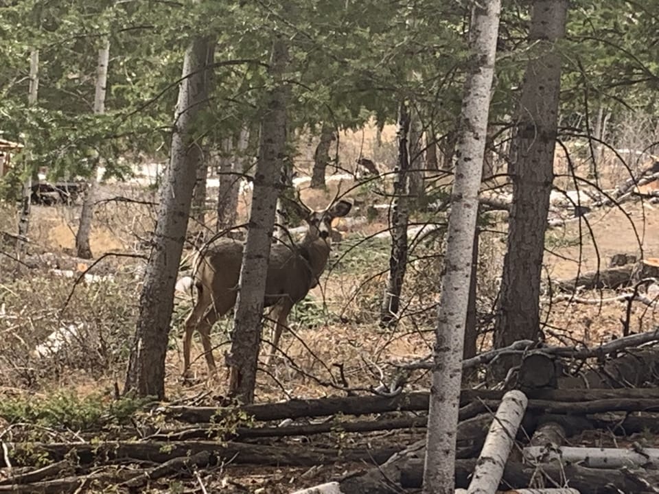 Young spike mule deer on the property