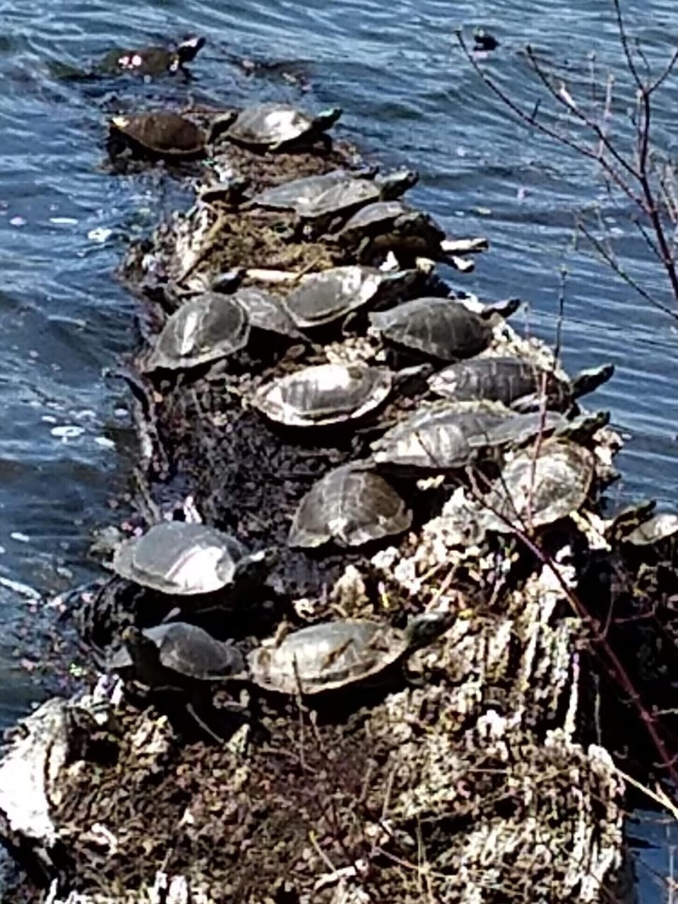 Yes, we call it Turtle Point!