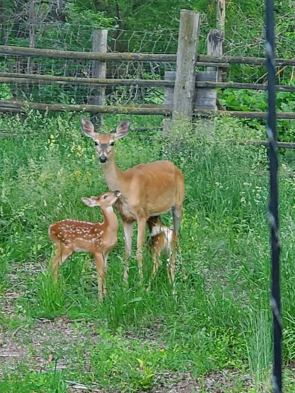 Deer roam through the property daily