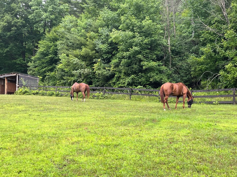 Jack & Buddy will always be seen somewhere grazing on the property.