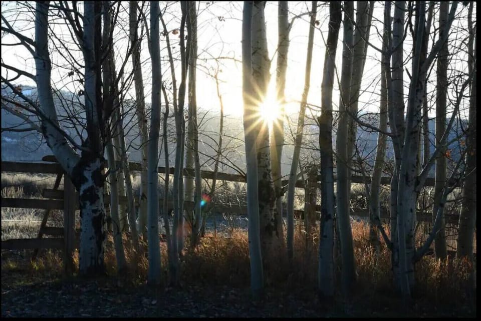 Front Yard Aspen Grove