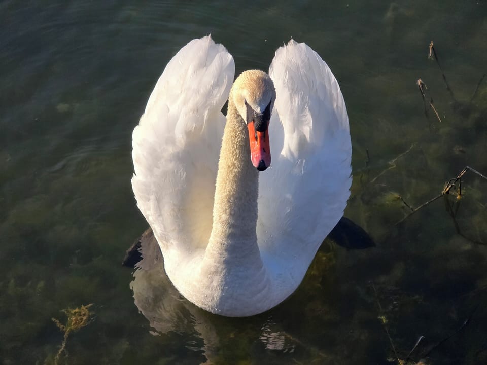 visitor at the dock 